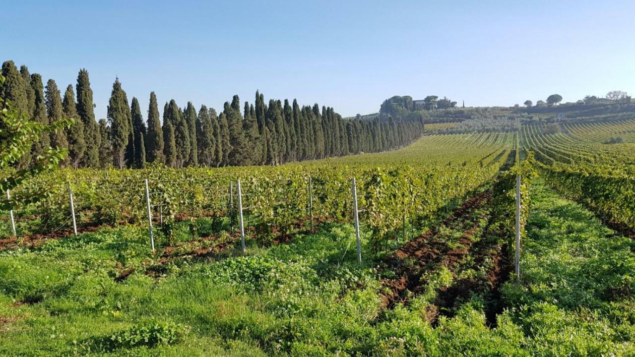 Tenuta Di Pietra Porzia Monte Porzio Catone Zewnętrze zdjęcie